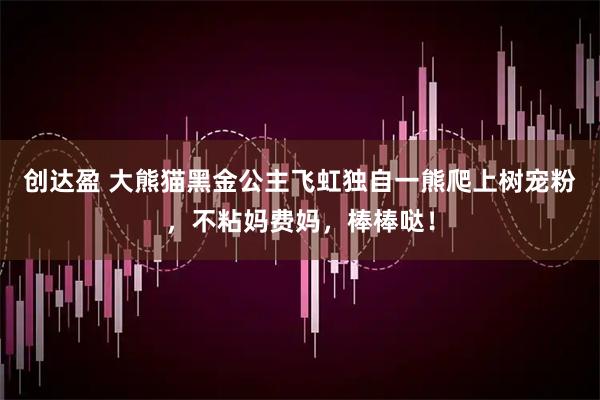 创达盈 大熊猫黑金公主飞虹独自一熊爬上树宠粉，不粘妈费妈，棒棒哒！